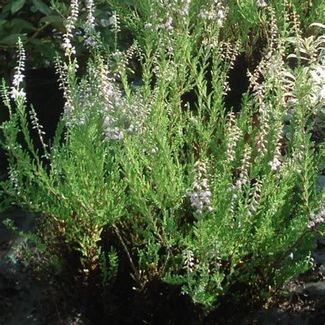 Calluna Vulgaris Spring Torch Summer Heather Ground Cover With Pink