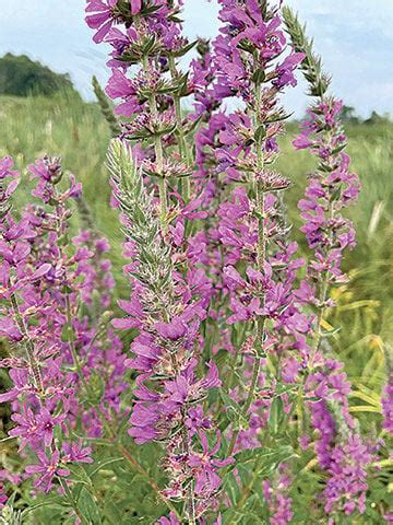 A River Of Purple News Countrymessenger