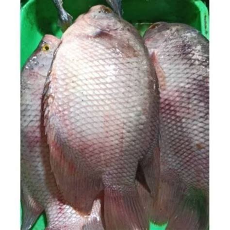 Jual Ikan Gurame Segar Kg Seafood Solo Shopee Indonesia