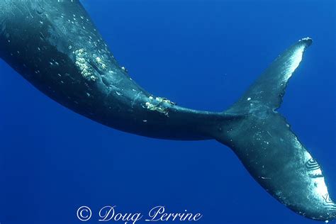 Humpback Whale Female Anatomy Doug Perrine Photography