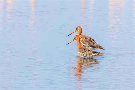 Premium Photo Black Tailed Godwit Limosa Limosa Wader Birds Foraging