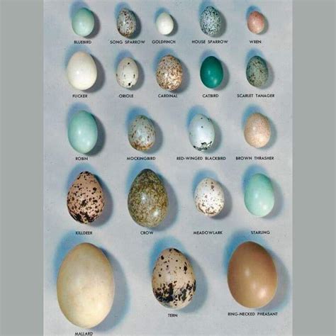 Bird egg identification guide