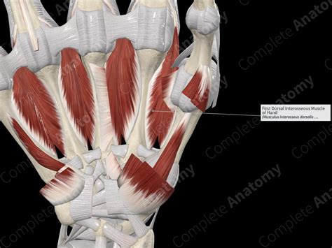 First Dorsal Interosseous Muscle Of Hand Complete Anatomy