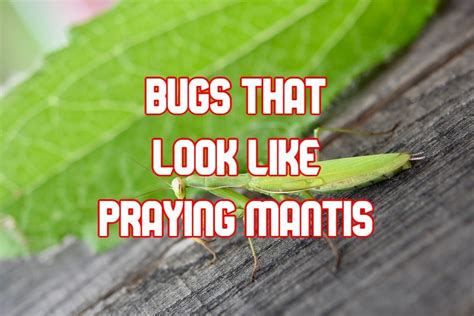 5 Bugs That Look Like a Praying Mantis (with Pictures)