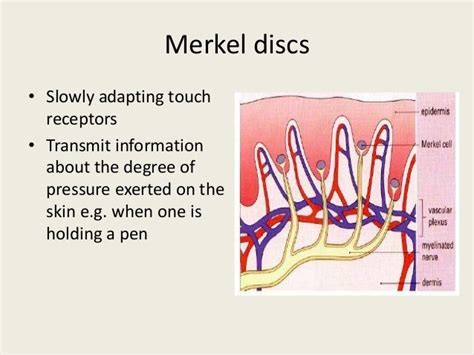 Merkel's Discs - Merkel Cells And Meissner S Corpuscles In Human ...