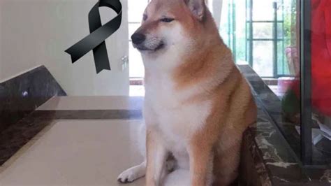 Internet Se Viste De Luto Muere Cheems Famoso Perrito Que Inspir