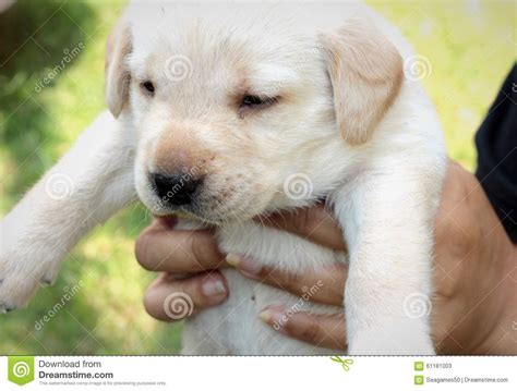 De Un Mes Lindo Del Perrito De Labrador Imagen De Archivo Imagen De