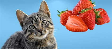 Can Cats Eat Strawberries The Risks And Benefits