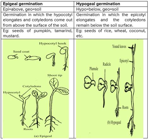 Hypogeal Germination