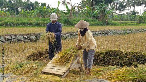 The traditional way to harvest rice is by hitting and releasing the rice seeds on a wooden or ...