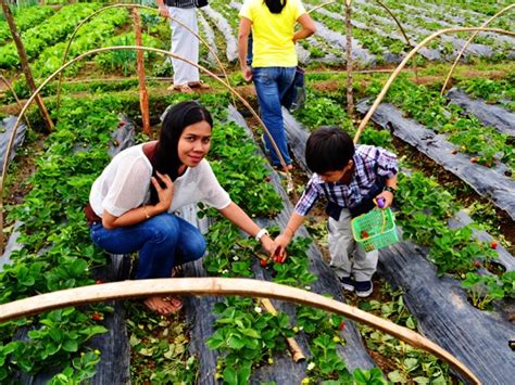 La Trinidad Strawberry Farm - Benguet | WW Travel Blog