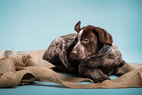 Puppy Love German Shorthaired Pointers German Short Tail Pointer Hd