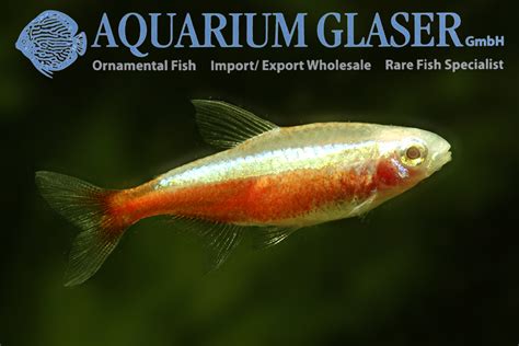 Paracheirodon axelrodi "Gold" - Aquarium Glaser GmbH