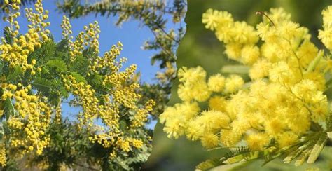 Acacia Tree Guide: How To Grow And Take Care - Gardeners' Magazine