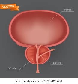 Infographie De L Anatomie De La Prostate Image Vectorielle De Stock