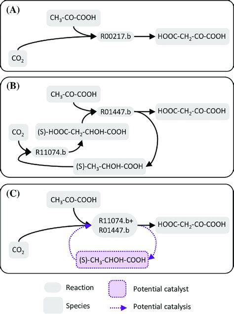 S Lactic Acid May Catalyze Pyruvic Acid Carboxylation A Direct