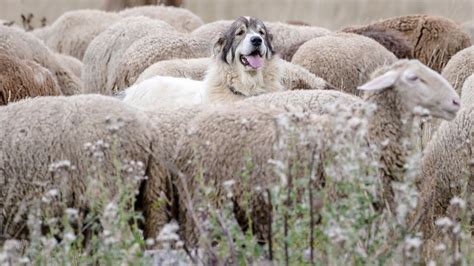 Schutz vor Wölfen Warum drei Deichschäfer gegen Herdenschutzhunde sind