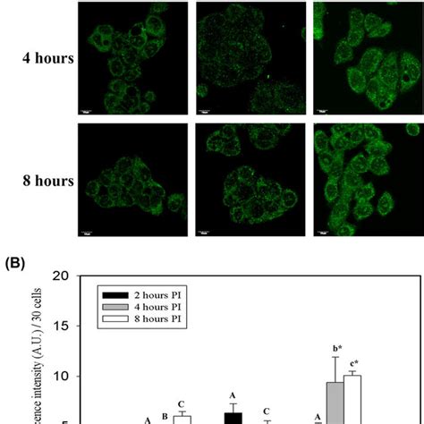 Expression Of Inos In Response To B Pseudomallei Infection Of Hc04 Download Scientific Diagram