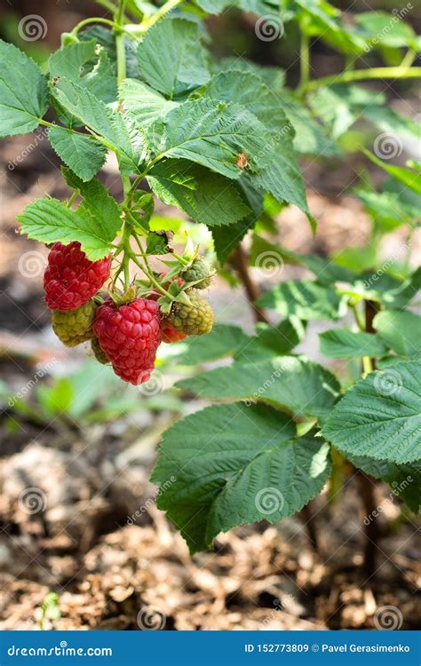 Ramo De Framboesas Maduras Em Um Jardim Imagem De Stock Imagem De