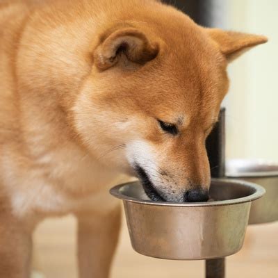 Le Shiba Inu Caract Re Ducation Et Prix