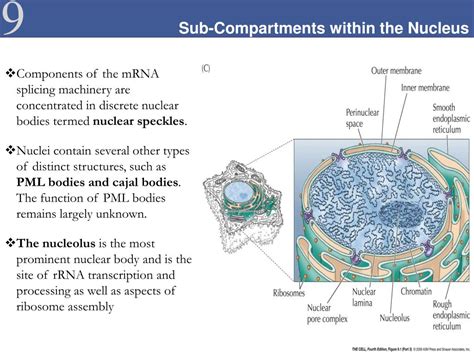 PPT The Structure And Function Of The Nuclear Envelope PowerPoint