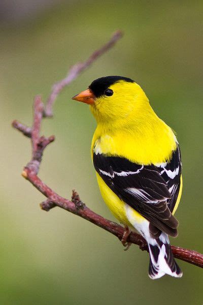 Pin On American Goldfinch