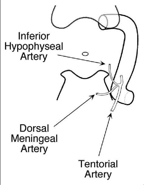 Structure Of Inferior Hypophyseal Artery Semantic Scholar