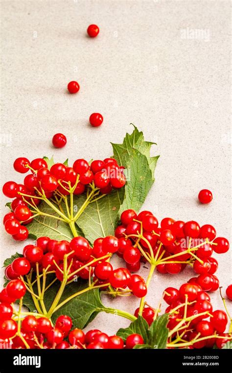 Fresh Red Viburnum Berries With Green Leaves On Branches Autumn