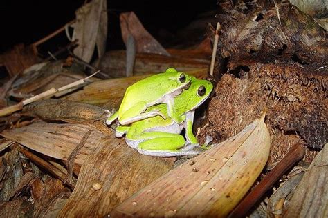 臺北市立動物園 動物園報 打造諸羅生態村