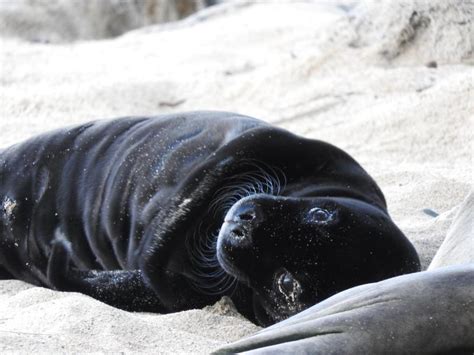 Hawaiian Monk Seal Pupping Season | Episode 45 | NOAA Fisheries