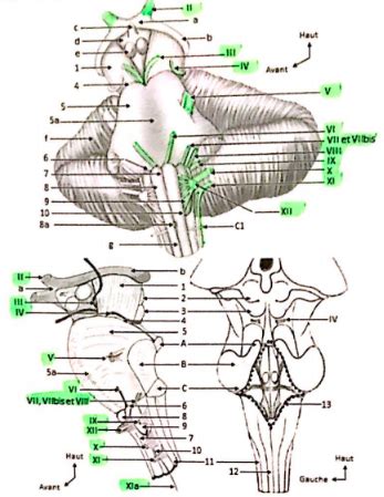 Diagramme de tronc cérébral et cervelet Quizlet