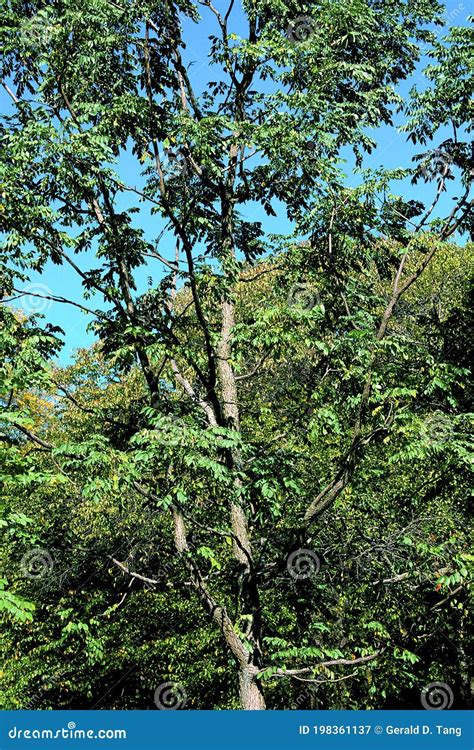 Kentucky Coffeetree Seed Pods And Leaves. Stock Image | CartoonDealer ...