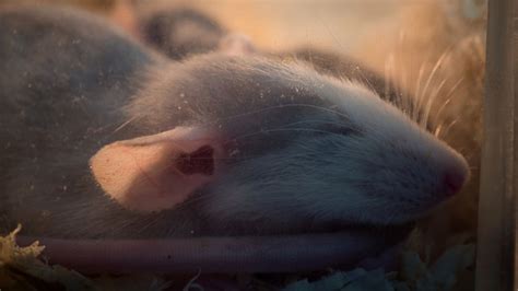 Newly Discovered Neural Switch In Mice Makes Them Enter Hibernation ...