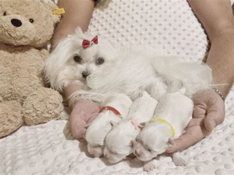 News Malteserzuechter Malteser Welpen Kaufen Malteser Hunde Zuechter