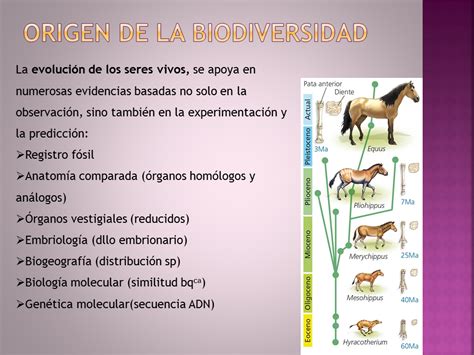 Biolog A Y Geolog A Bto Tema La Diversidad De Los Seres Vivos