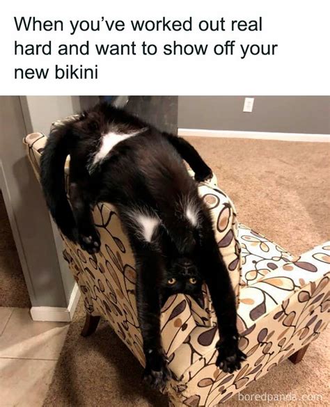 Funny And Relatable Cat Pics And Memes To Brighten Up Your Day Viral Daily