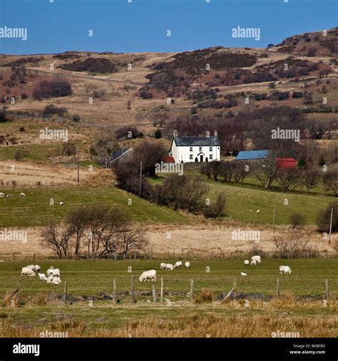 Welsh Sheep Farm Stock Photo - Alamy