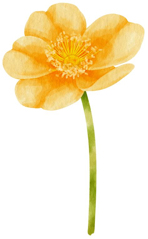 ilustración acuarela flores amarillas 9787372 PNG