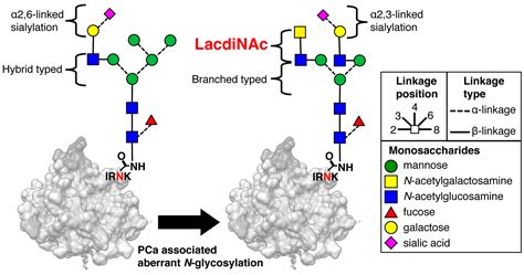 IJMS Free Full Text Wisteria Floribunda Agglutinin And Its Reactive