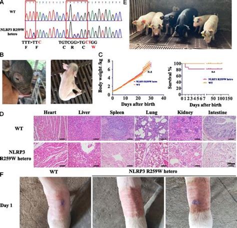 Engineered Pigs Carrying a Gain-of-Function NLRP3 Homozygous Mutation ... 