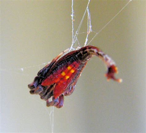 10 Utterly Bizarre Spider Species Page 2 Sick Chirpse