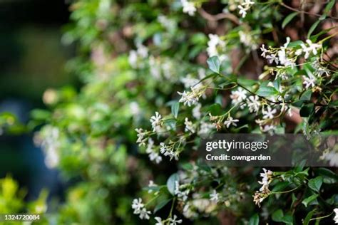 Star Jasmine Plant Photos and Premium High Res Pictures - Getty Images