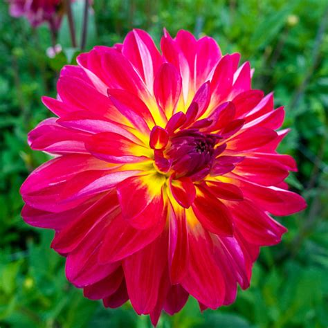 Buy Double Shine Dahlia Best Deal On Dahlia Bulbs Brecks