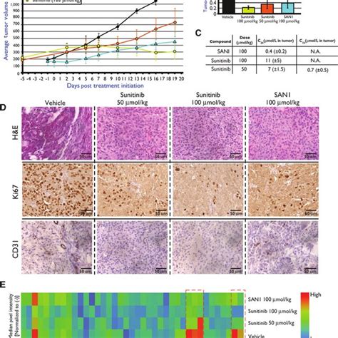 Cardiac LV Function Echocardiography Measurements In C57BL 6 Mice