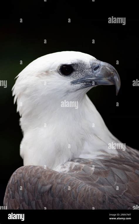 White Bellied Sea Eagle Haliaeetus Leucogaster Australia Stock Photo