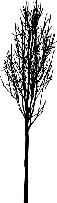 Simple Bare Tree Silhouette Png Free Png Images Toppng