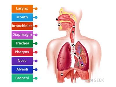 Label the respiratory system موارد تعليمية