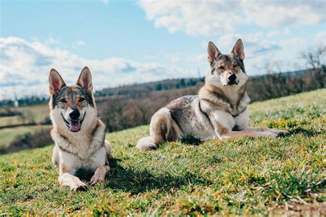 Tamaskan Dog Opis Charakter Hodowla Porady Opinie