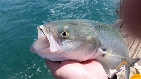 Nz Basic Fishing Wharf Fun Day Out Youtube