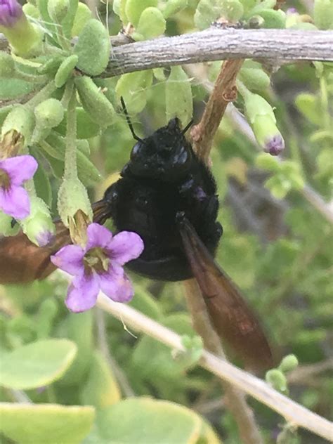 Valley Carpenter Bee From Wetlands Park Friends Las Vegas NV US On